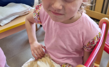 Jak se starat o morčátko