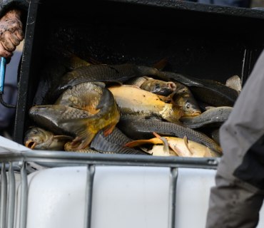 Výlov rybníka Na Pastvinách