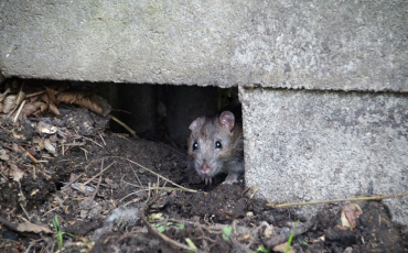 Staničky na hlodavce